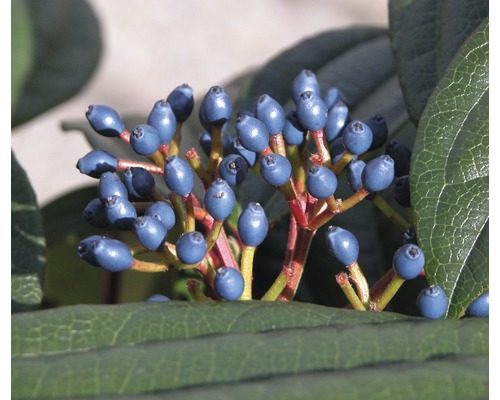 Nahaufnahme einer Heckenkirsche mit Beeren und Blättern