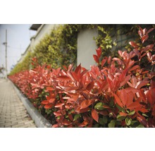 Rangée de photinias comme haie le long d''un trottoir.