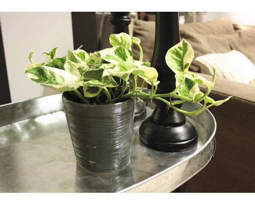 Pflanze in einem Topf auf einem Tablett