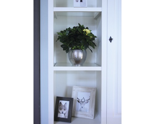 Dekorative Zimmerpflanze in einem silberfarbenen Topf auf einem Regal neben Bilderrahmen.