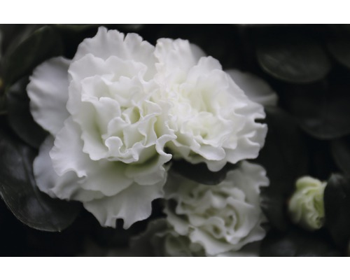 Gros plan d''une fleur d''azalée blanche avec des feuilles