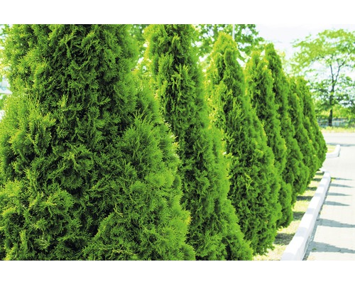 Rangée de thuyas dans le jardin