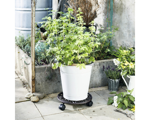 Plante en pot sur roulettes pour plantes en extérieur