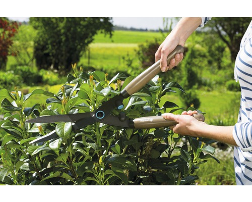 Sécateur coupant une haie dans le jardin