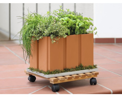 Pflanzkübel aus Terrakotta mit Kräutern auf einem Rollbrett