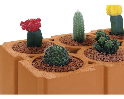 Mehrere Kakteen in einem Terrakotta-Pflanzgefäß