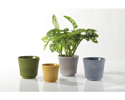 Pots de fleurs en céramique de différentes couleurs avec texture côtelée et plante d''intérieur