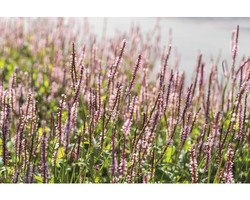 Persicaire FloraSelf Bistorta amplexicaulis 'Rosea' (anciennement Persicaria ampl. 'Rosea') h 5-40 cm Co 0,5 l