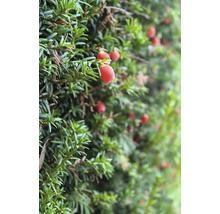 Gros plan d''une haie d''ifs avec des baies rouges.