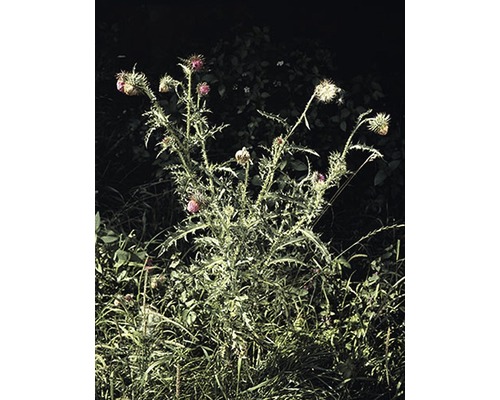 Plante de chardon dans le jardin