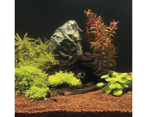 Aquarium mit Pflanzen, Stein und Wurzelholzdekoration