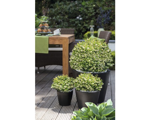 Gartenszene mit Tisch, Stühlen und drei Heidelbeerpflanzen in Töpfen auf einer Holzterrasse.