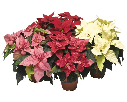 Trois poinsettias en pots