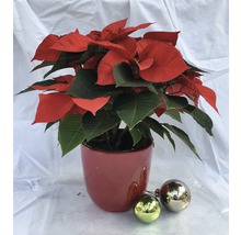 Weihnachtsstern in rotem Topf mit Christbaumkugeln