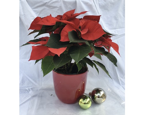 Weihnachtsstern in rotem Topf mit Christbaumkugeln