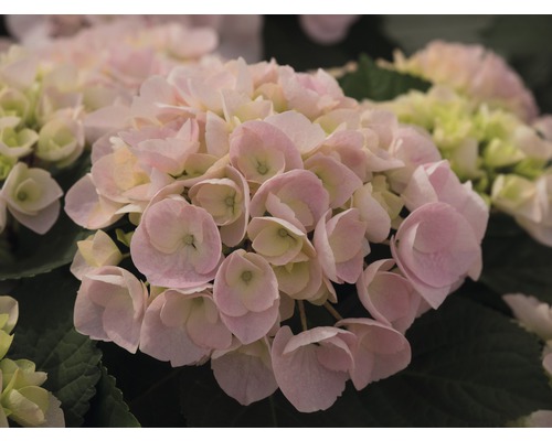 Gros plan d''une fleur d''hortensia rose