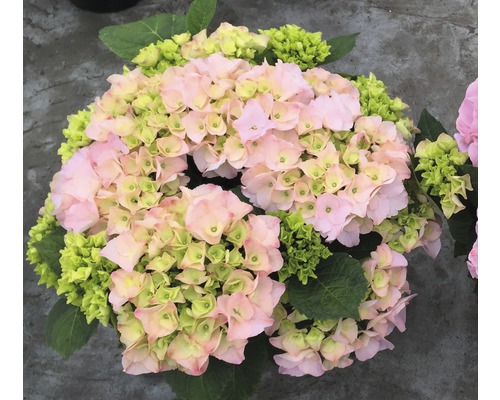 Hortensia rose avec des accents verts