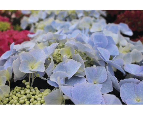 Hortensia boule Hydrangea macrophylla assorti H 30-40 cm