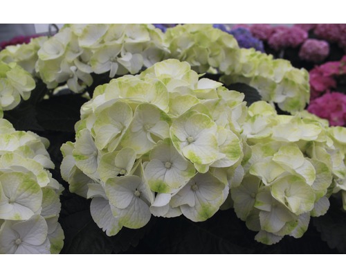 Gros plan sur une fleur d''hortensia blanche avec un bord vert