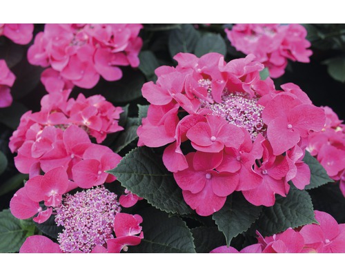 Gros plan sur des fleurs d''hortensia roses