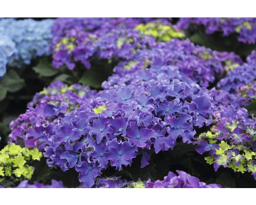 Gros plan sur des hortensias de pays violets dans le jardin.