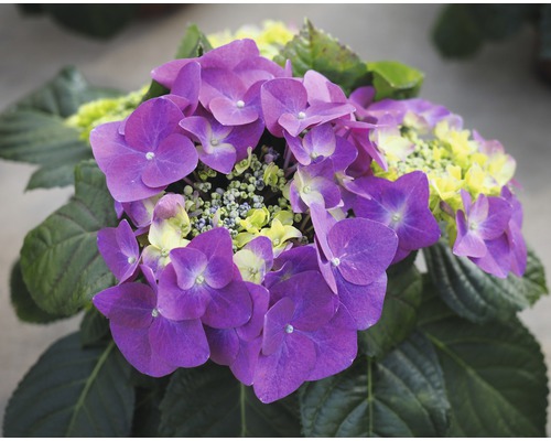Gros plan d''un hortensia violet avec des feuilles vertes