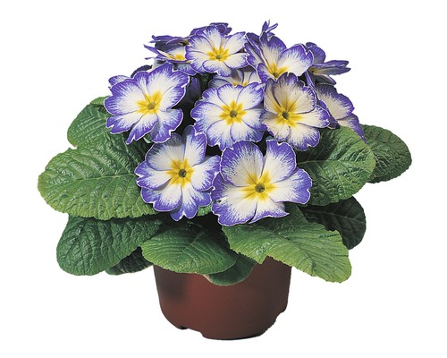 Primevère FloraSelf Primula acaulis Ø 11 cm sélection aléatoire des variétés