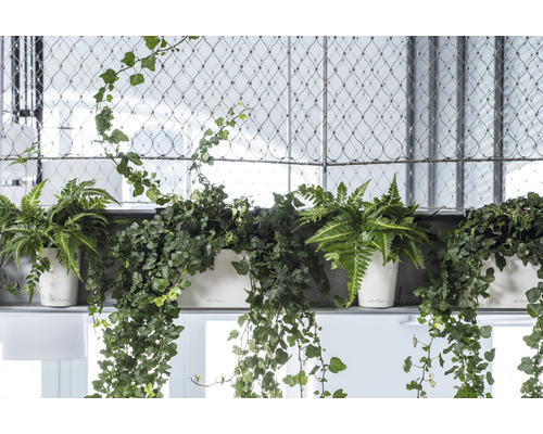 Diverses plantes dans des pots de fleurs blancs sur une étagère devant un treillis métallique