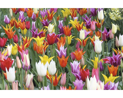 Champ de différentes tulipes