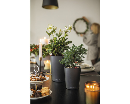 Festlich gedeckter Tisch mit Pflanzen in Töpfen, Gebäck und Kerzen für die Weihnachtszeit.