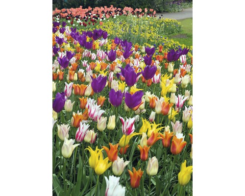 Champ de fleurs avec des tulipes de différentes couleurs