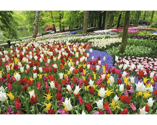 Champ de fleurs avec des tulipes dans un parc