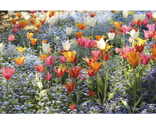 Parterre de fleurs avec tulipes et myosotis