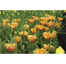 Champ de tulipes orange