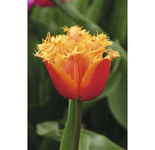 Gros plan d''une seule tulipe avec des pétales frangés