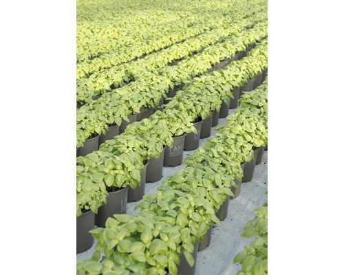 Rangées de plants de basilic en pots