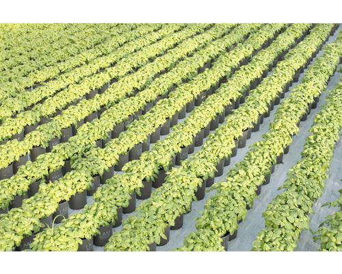 Rangées de plants de basilic en pots