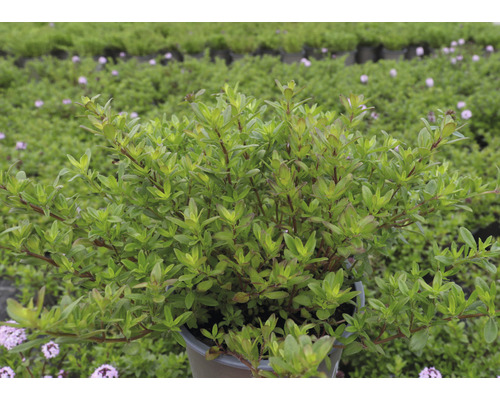 L''image montre un pot contenant un arbuste nain.