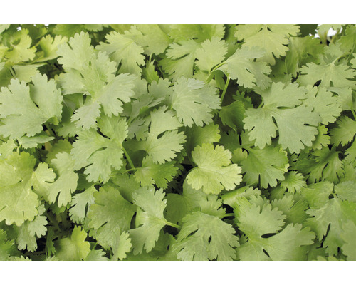 Gros plan d''une plante de coriandre