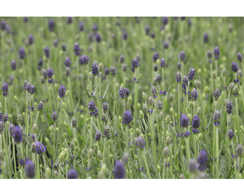 Champ de lavande en fleurs