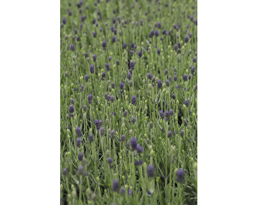 Gros plan de plants de Muscari dans un champ.