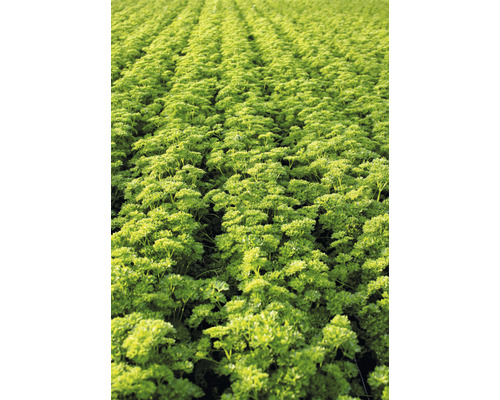 Champ de persil frisé