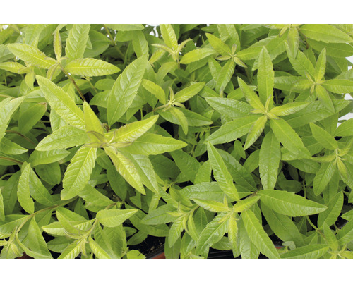 Jeunes plants de verveine citronnelle en pot
