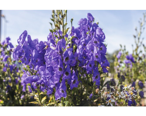 Aconit de Carmichael FloraSelf Aconitum carmichaelii 'Arendsii' h 5-20 cm Co 0,5 l Inflorescence d''aconit dans le jardin