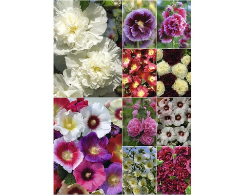 Gros plan de roses trémières multicolores