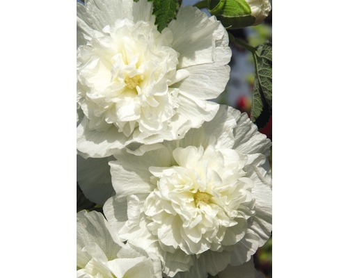 Rose trémière FloraSelf Alcea rosea 'Plenifolia' h 5-80 cm Co 0,5 l blanc