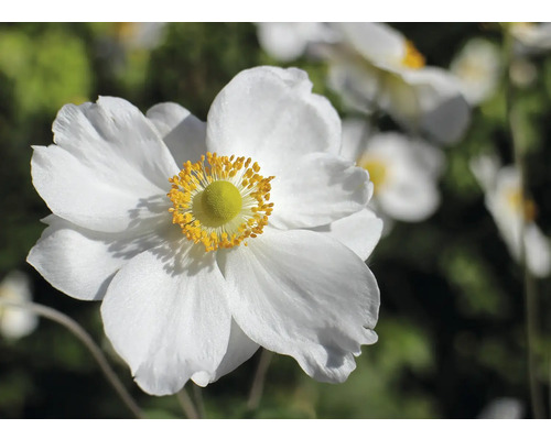 Anémone du Japon FloraSelf Anemone hupehensis var. japonica 'Honorine Jobert' h 10-40 cm Co 3 l