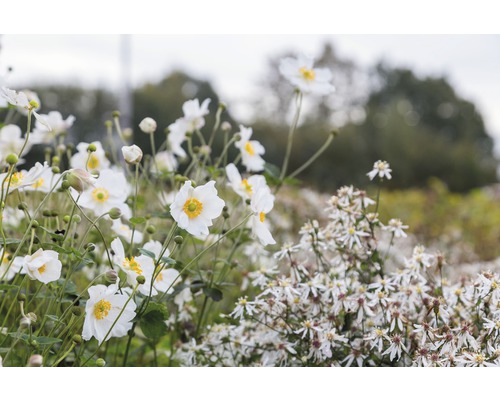 Les plantes vivaces d'automne