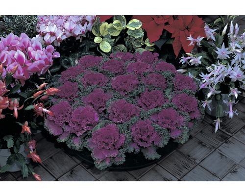 Arrangement de choux d''ornement et de différentes plantes d''intérieur