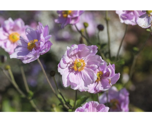 Anémone du Japon FloraSelf Anemone hupehensis var. japonica 'Königin Charlotte' h 5-40 cm Co 0,5 l